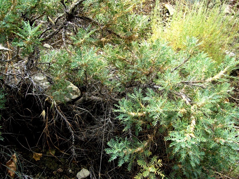 Image of Astragalus verus specimen.