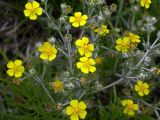 Potentilla argentea