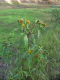 Bidens radiata