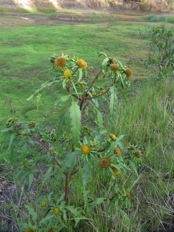 Изображение особи Bidens radiata.