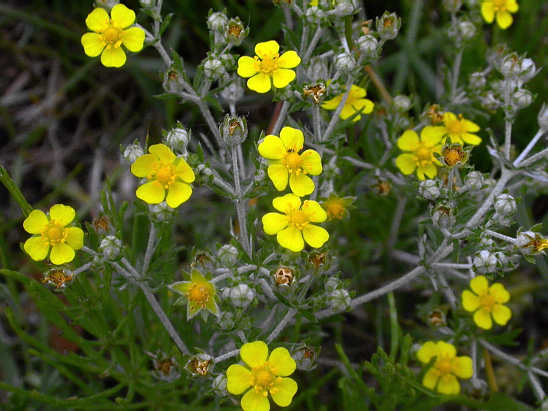 Изображение особи Potentilla argentea.