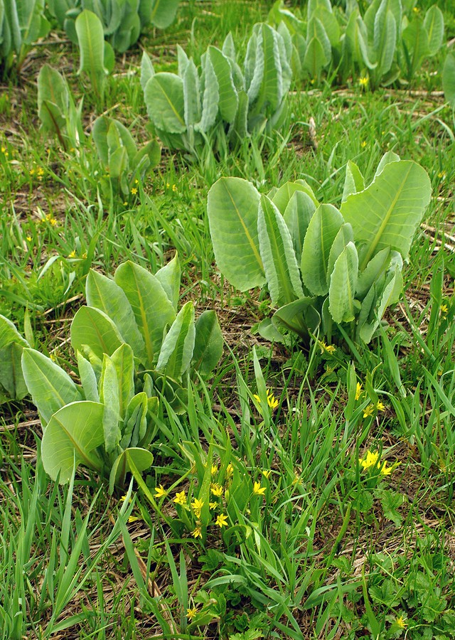 Изображение особи Ligularia talassica.