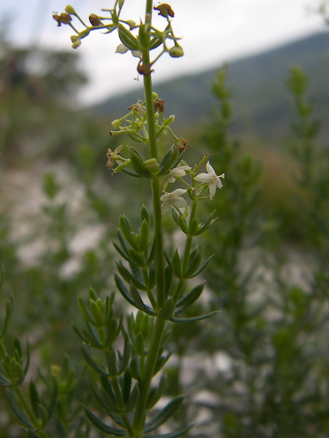 Изображение особи Galium calcareum.