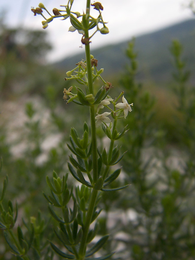 Image of Galium calcareum specimen.