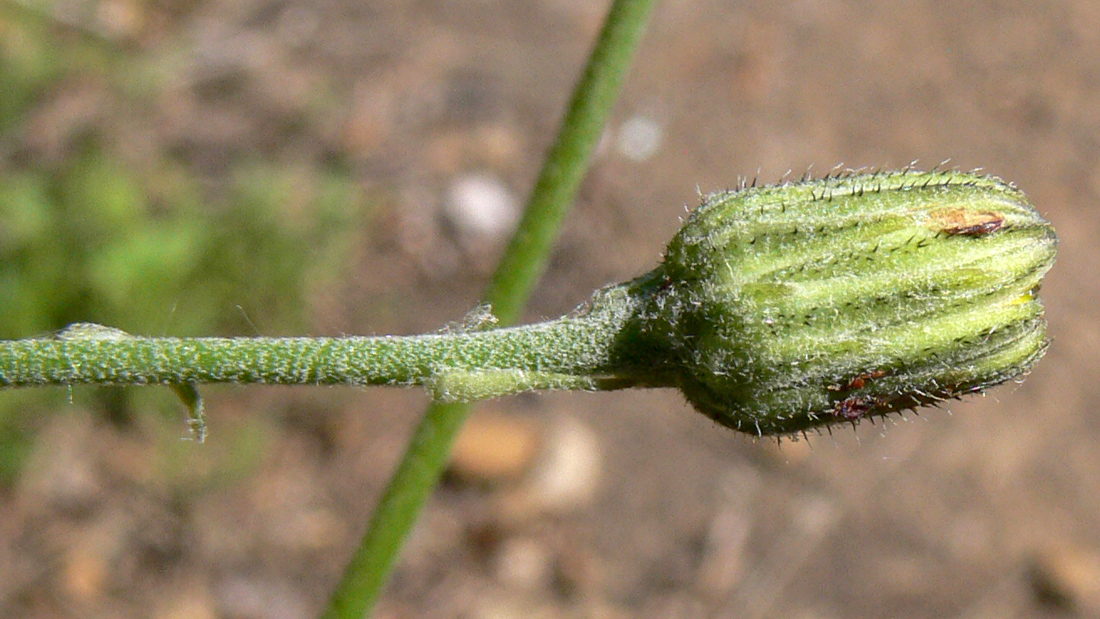 Image of genus Hieracium specimen.