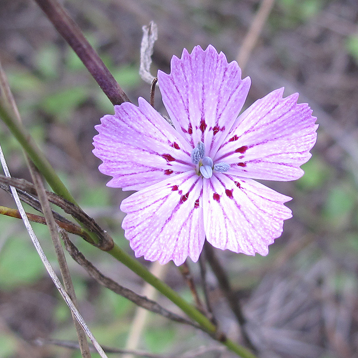 Изображение особи род Dianthus.