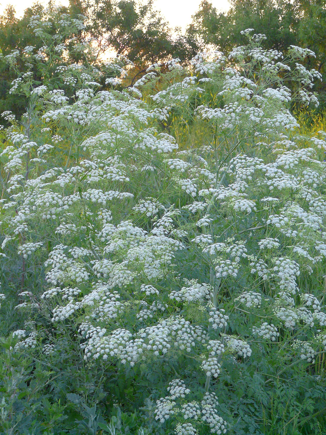 Изображение особи Conium maculatum.