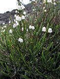 Cassiope redowskii. Цветущее растение. Буреинское нагорье, Баджальский хр., курумник по лев. берегу в среднем течении р. Герби. 27.06.2008.