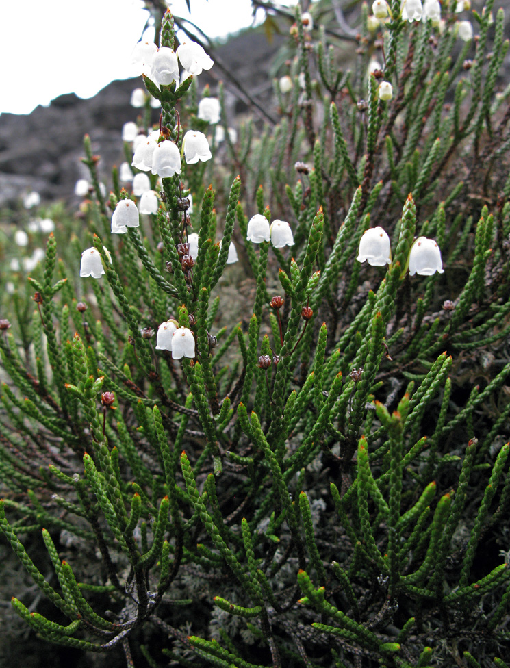 Изображение особи Cassiope redowskii.