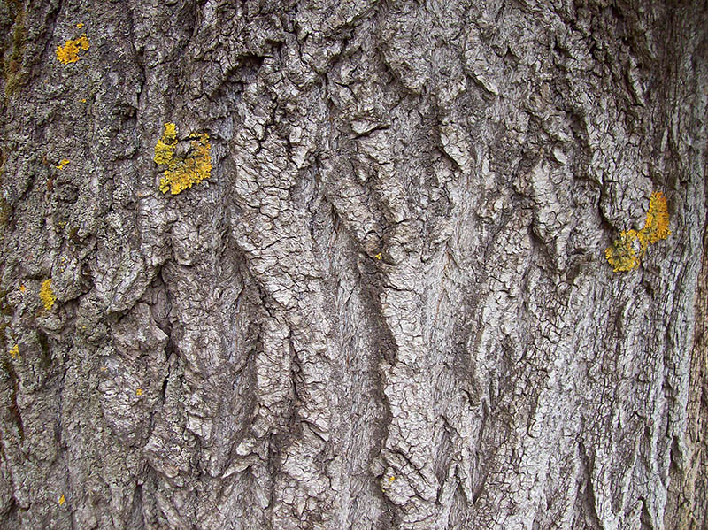 Image of Populus italica specimen.