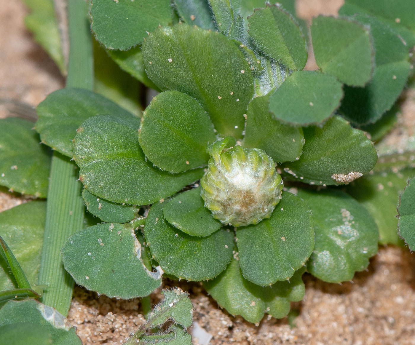 Image of Anthemis leucanthemifolia specimen.