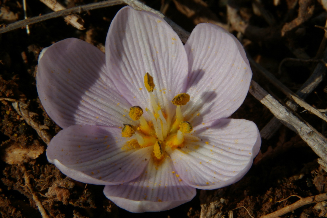 Изображение особи Colchicum triphyllum.