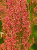 Rumex acetosa. Средняя часть соцветия. Мурманская обл., Кандалакшский р-н, пос. Лувеньга, окраина приморского луга. 30.06.2010.