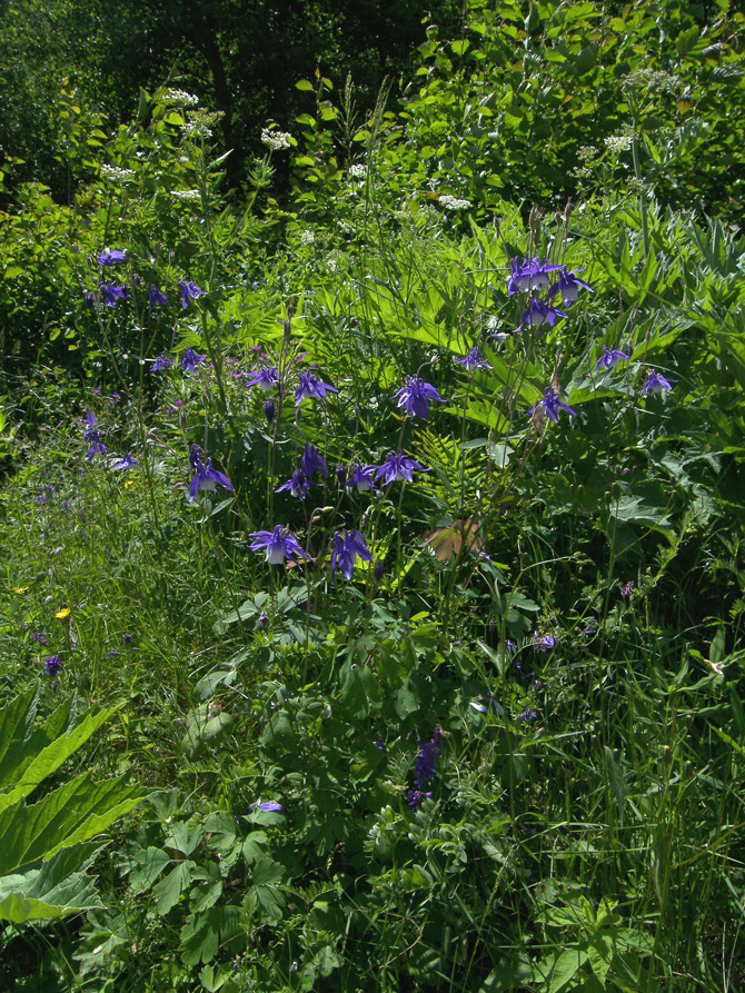 Image of Aquilegia olympica specimen.