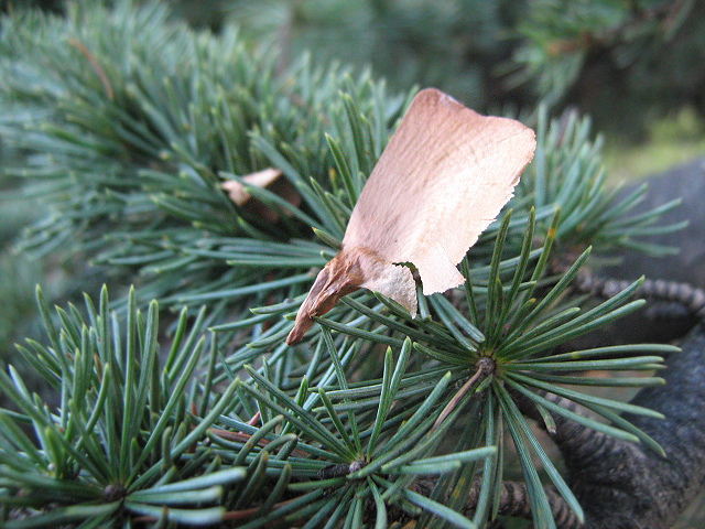 Изображение особи Cedrus libani.