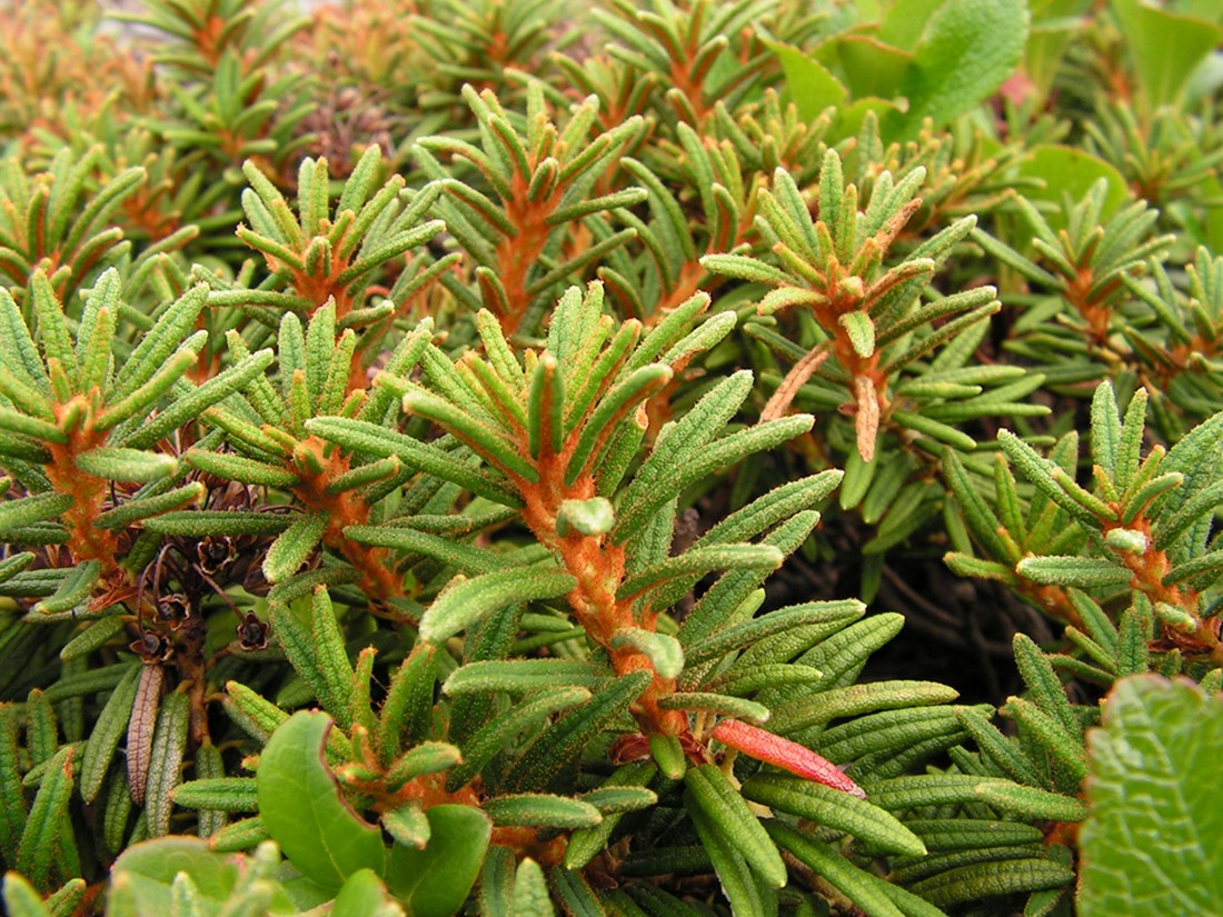 Image of Ledum decumbens specimen.