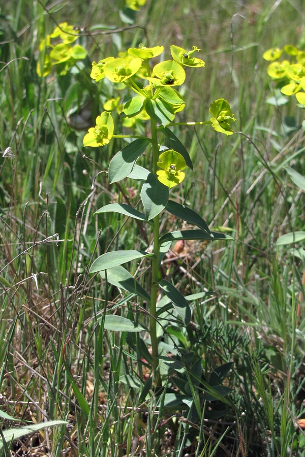 Изображение особи Euphorbia glareosa.