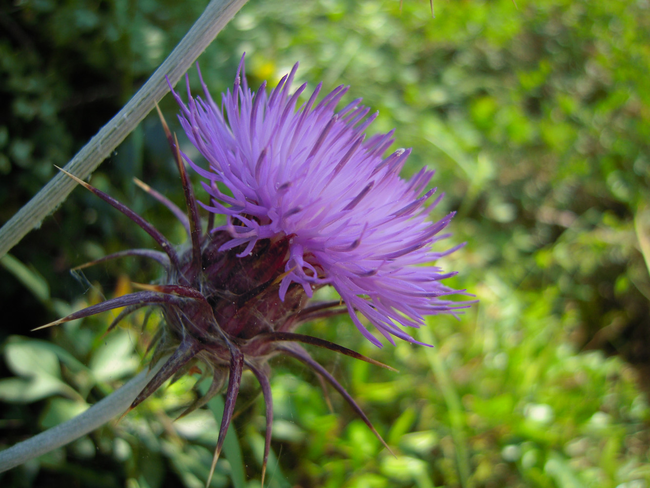 Изображение особи Lamyropsis cynaroides.