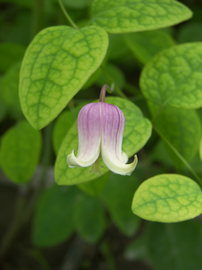 Image of Clematis versicolor specimen.