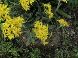 род Arnica