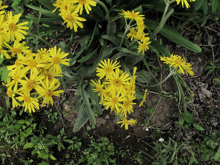 Image of genus Arnica specimen.