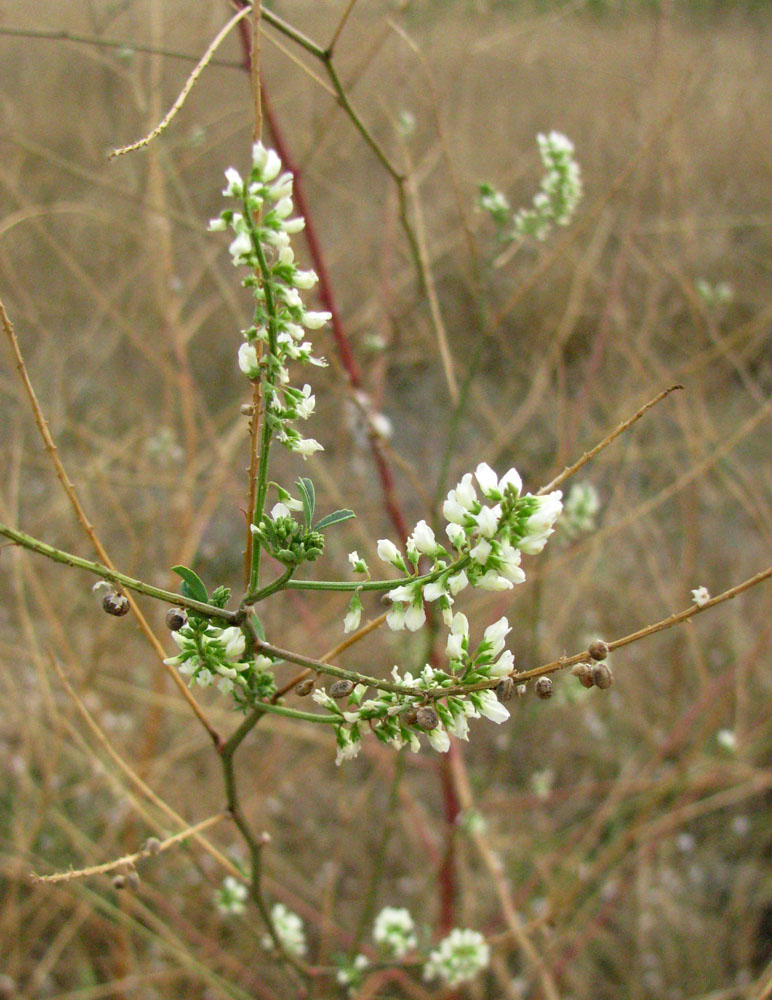 Изображение особи Melilotus tauricus.