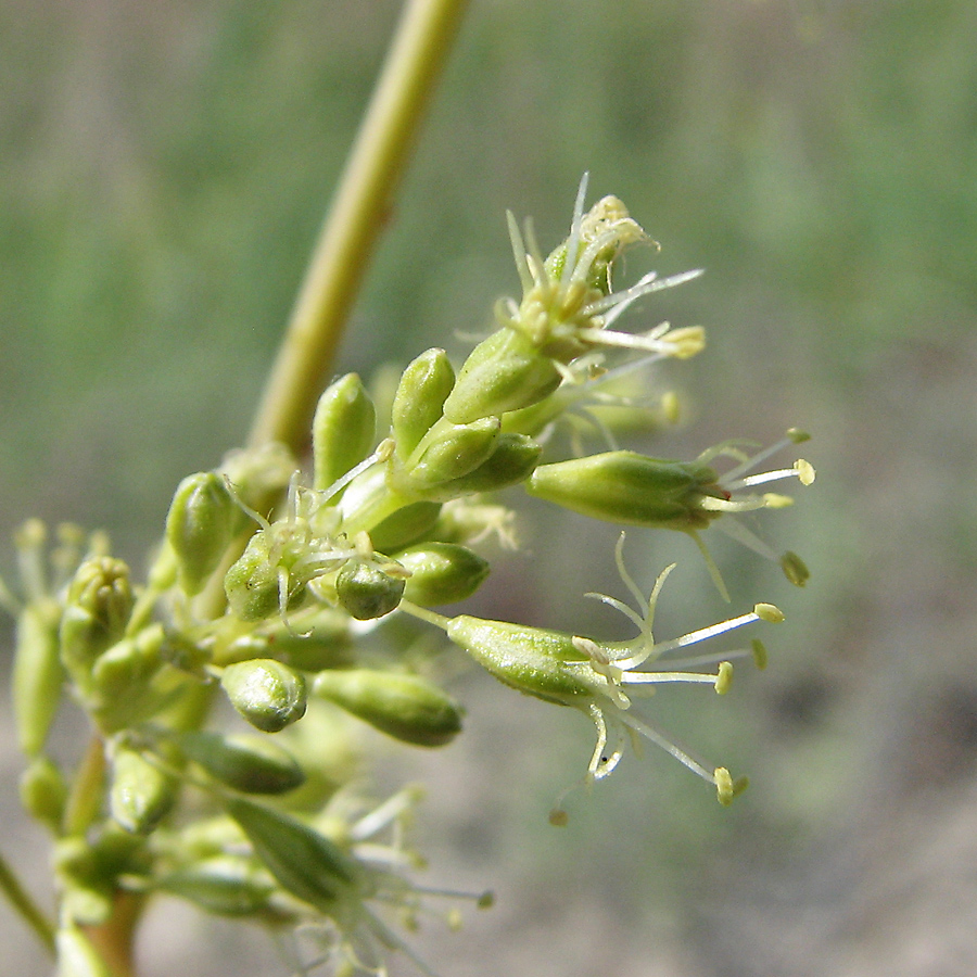 Image of Silene media specimen.