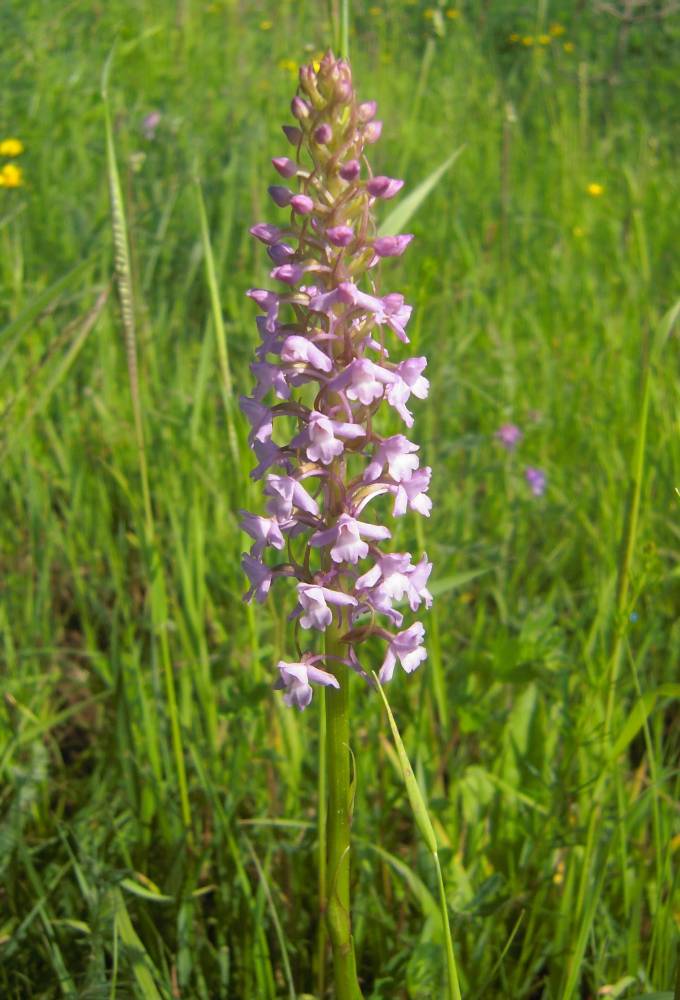 Изображение особи Gymnadenia conopsea.