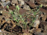 Plantago arenaria. Цветущее растение. Крым, Севастополь, ж/д ст. Инкерман. 28 июня 2012 г.