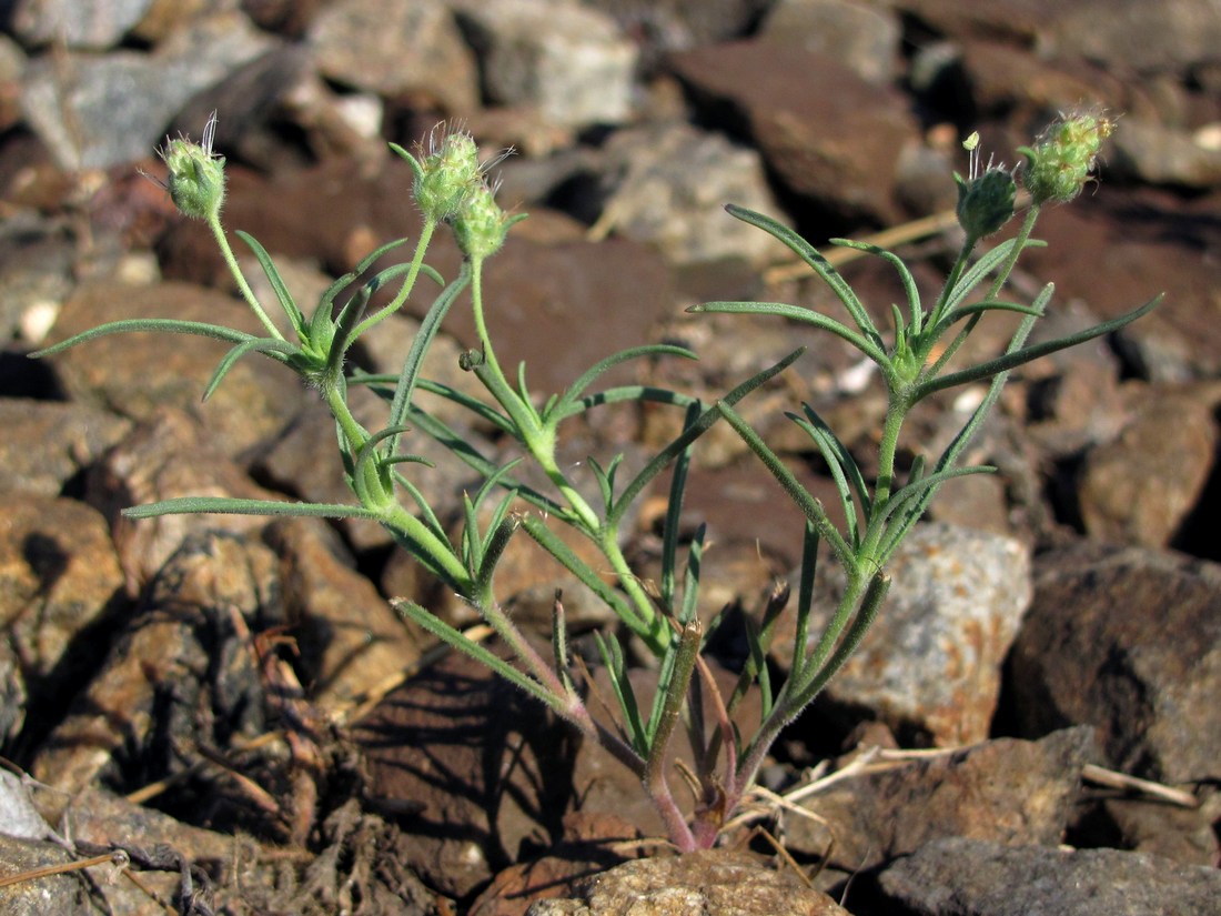 Image of Plantago arenaria specimen.