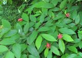 genus Calycanthus