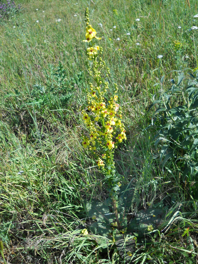 Изображение особи Verbascum marschallianum.