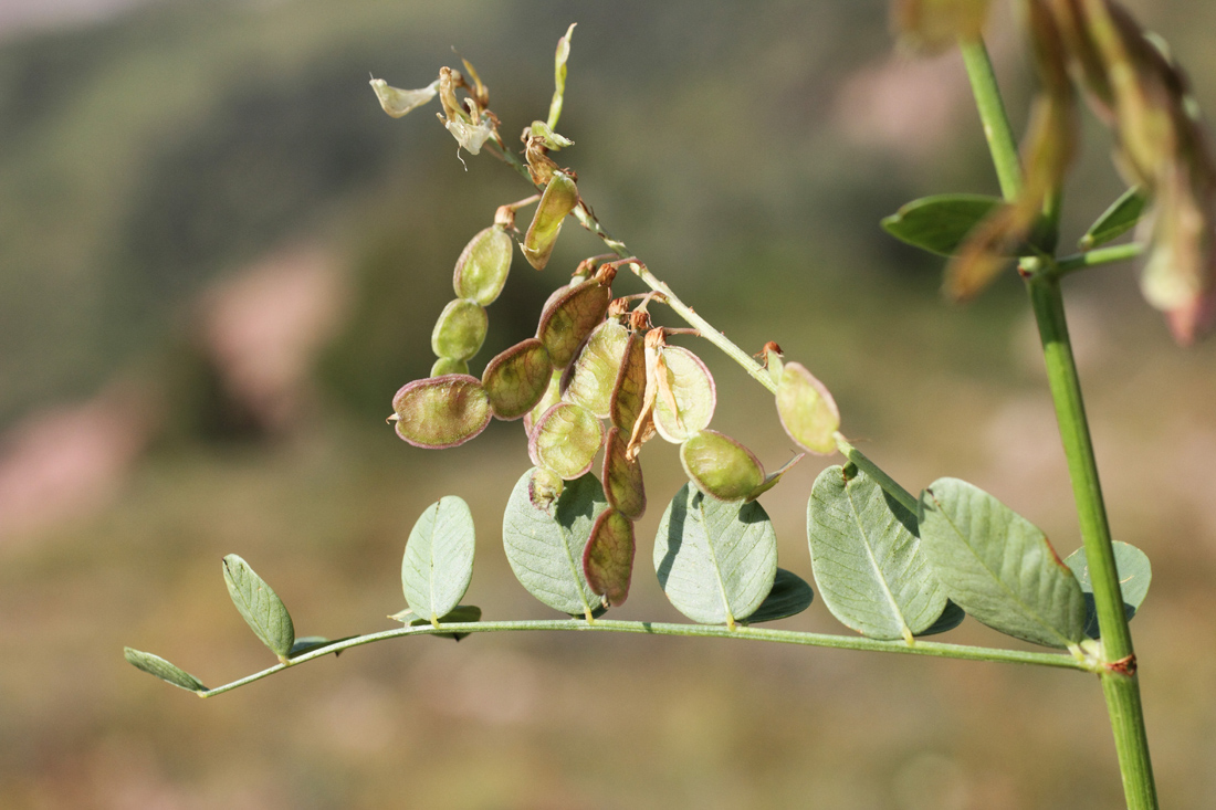 Изображение особи Hedysarum flavescens.