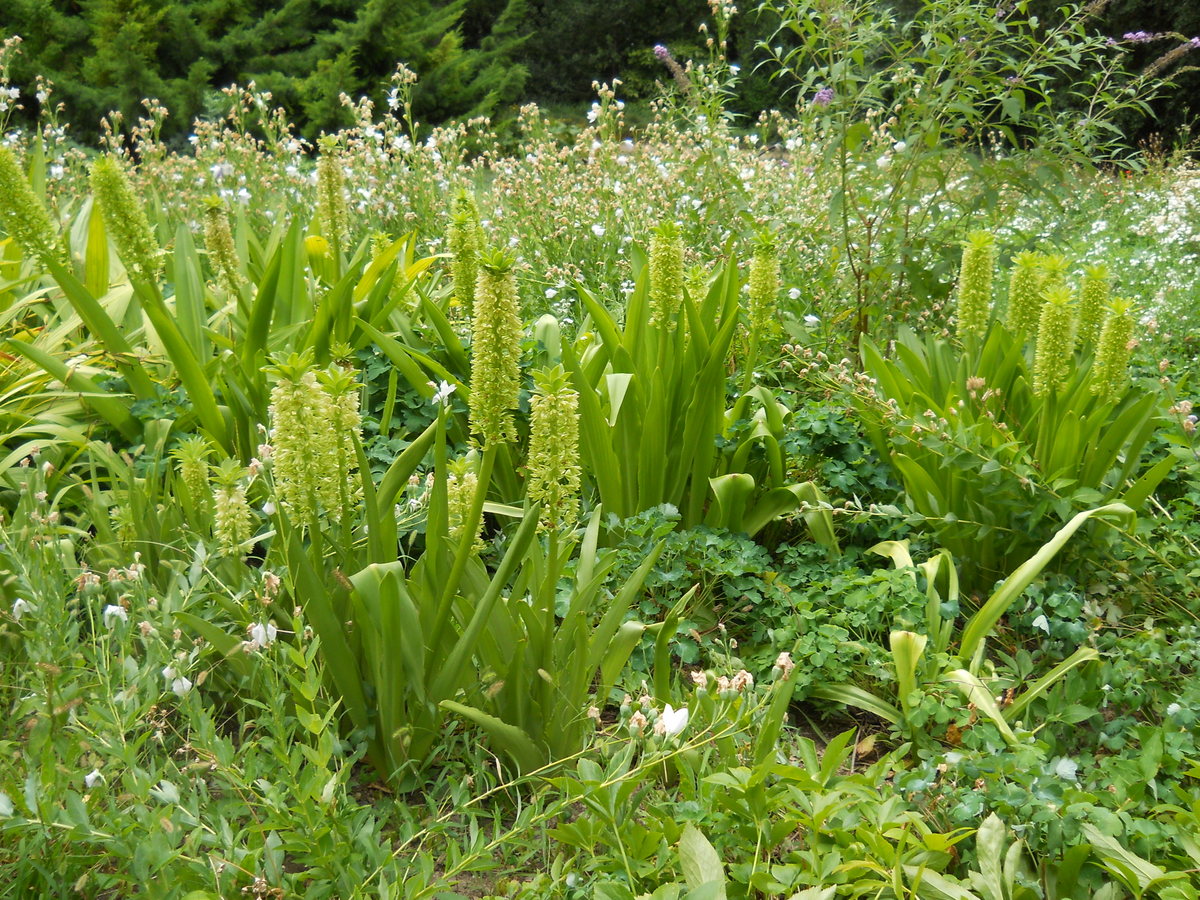 Image of Eucomis autumnalis specimen.