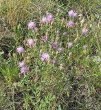 Centaurea diffusa