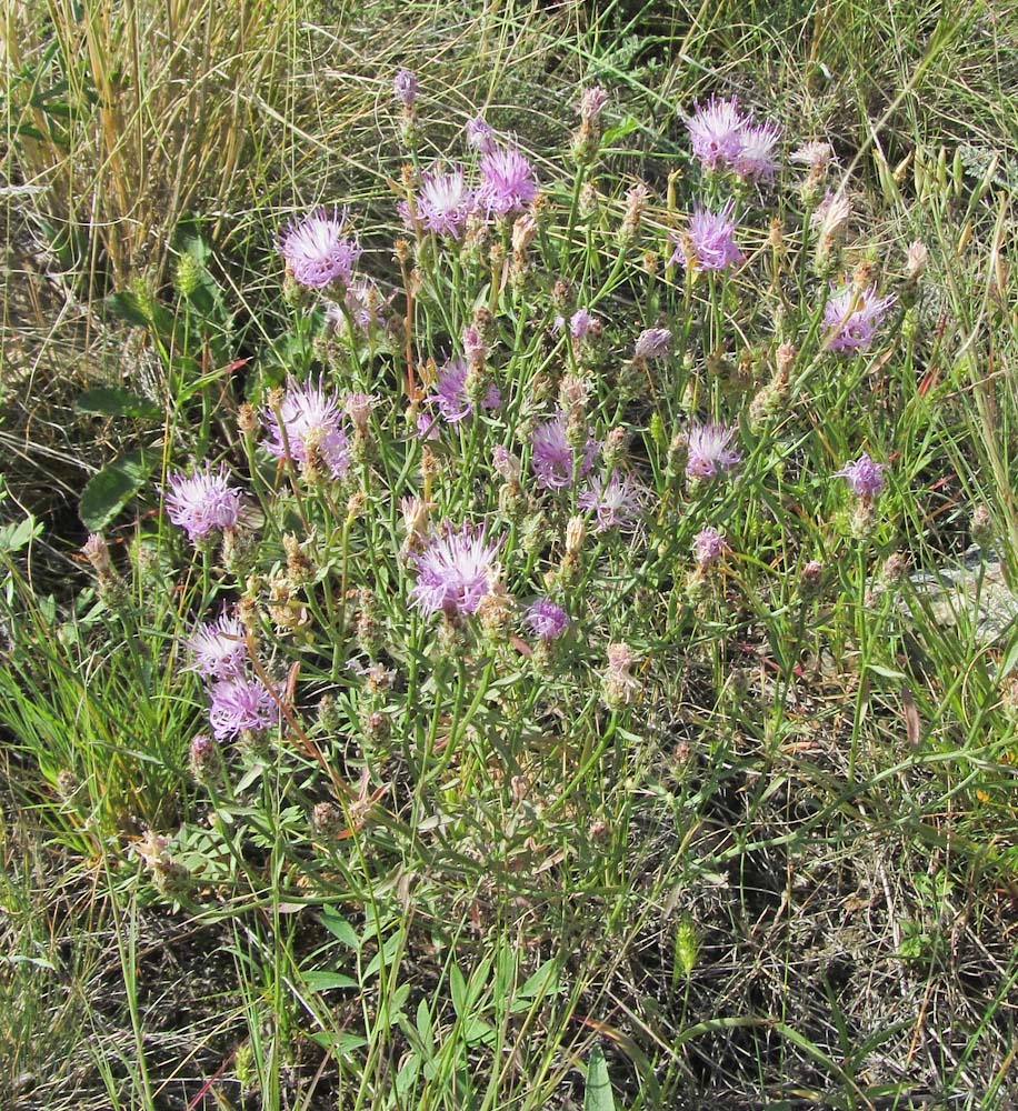 Изображение особи Centaurea diffusa.