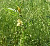 Vicia grandiflora. Верхушка цветущего растения. Ростовская обл., Азовский р-н, побережье Таганрогского залива, окр. с. Займо-Обрыв. 10.05.2012.