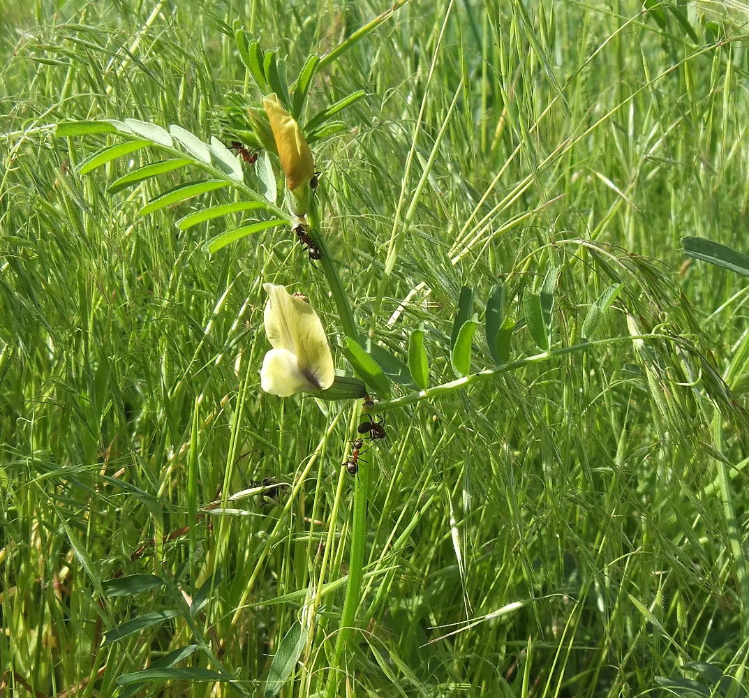 Image of Vicia grandiflora specimen.