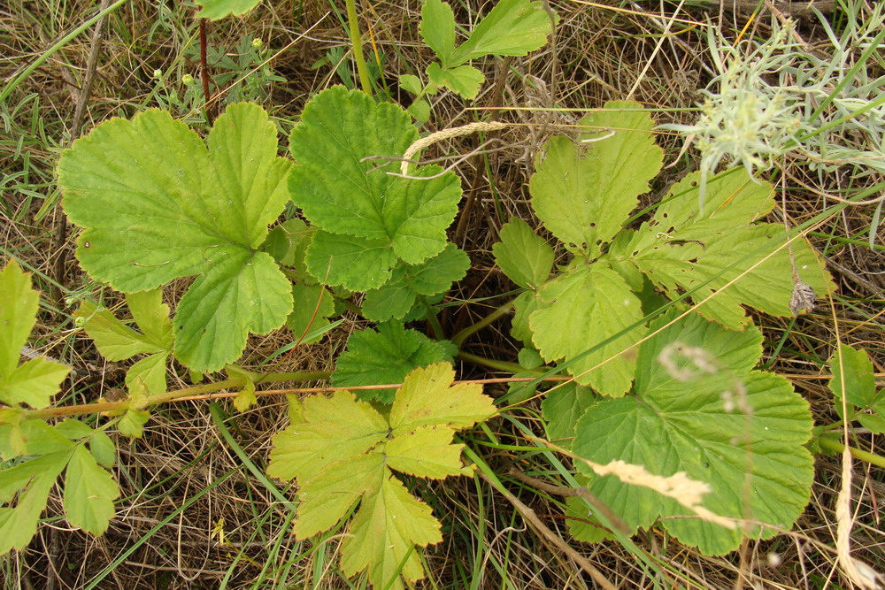 Изображение особи Geum aleppicum.