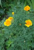 Eschscholzia californica. Верхушки цветущих растений. Москва, ботанический сад МГУ \"Аптекарский огород\", в культуре. 23.07.2007.