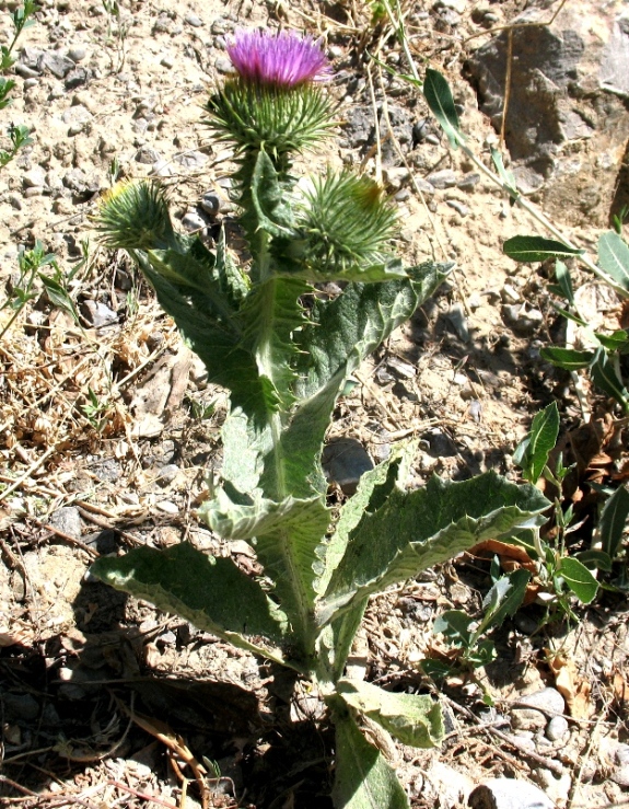 Image of Onopordum acanthium specimen.