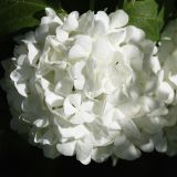 Viburnum opulus form roseum