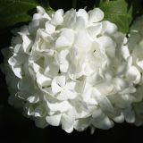 Viburnum форма roseum