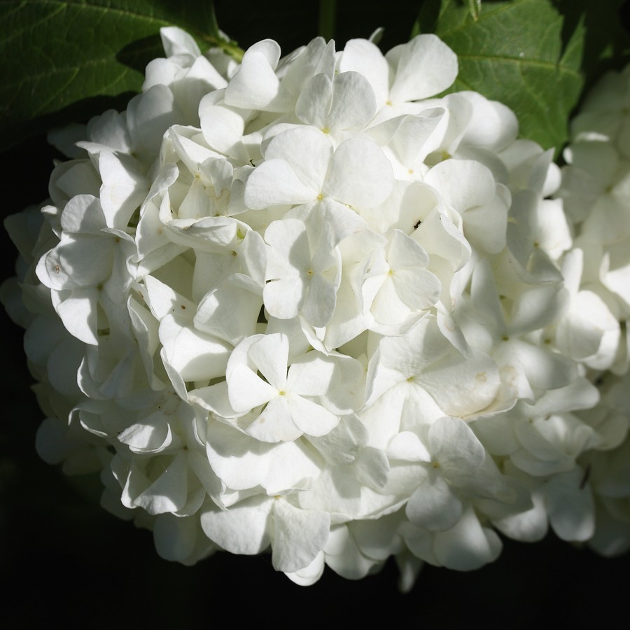 Image of Viburnum opulus f. roseum specimen.