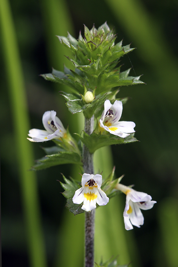 Изображение особи Euphrasia brevipila.