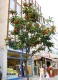 genus Sorbus. Небольшое плодоносящее дерево. Венгрия, Хевеш, г. Эгер, у рынка. 11.09.2012.