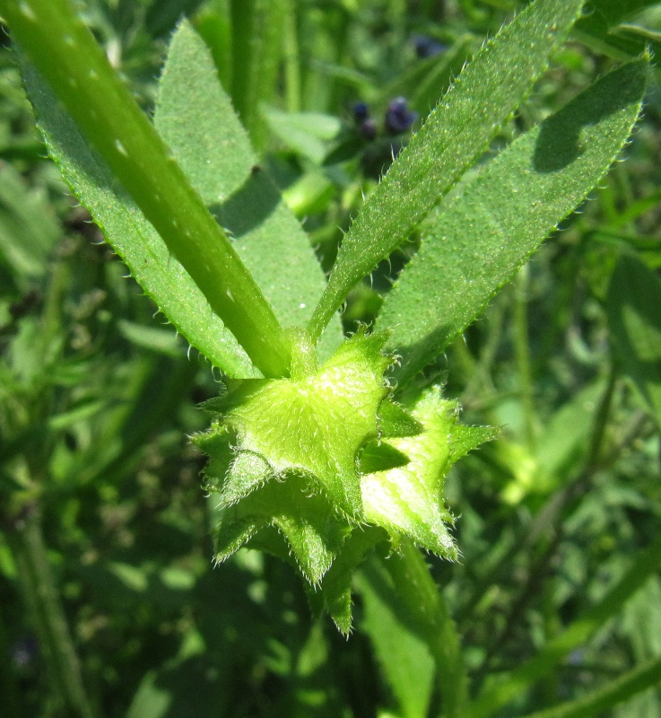 Image of Asperugo procumbens specimen.