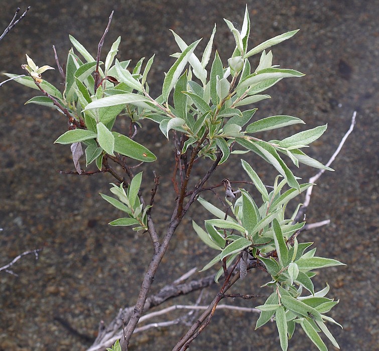 Image of Salix lapponum specimen.