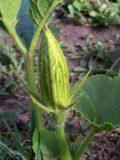 Cucurbita maxima