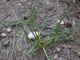 Colchicum stevenii